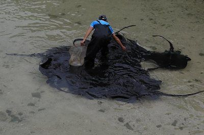 魟魚怎么喂食視頻：魟魚怎么喂食視頻[需手動填充][需手動填充]魚怎么喂食視頻,喂食注意事項 魟魚怎么喂食視頻：魟魚怎么喂食視頻[需手動填充][需手動填充]魚怎么喂食視頻,喂食注意事項 魟魚百科 第2張