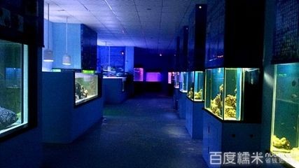 陽江水族館vs祥龍魚場（陽江水族館與祥龍魚場的區(qū)別）