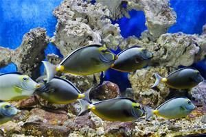 陽江水族館vs祥龍魚場（陽江水族館與祥龍魚場的區(qū)別）
