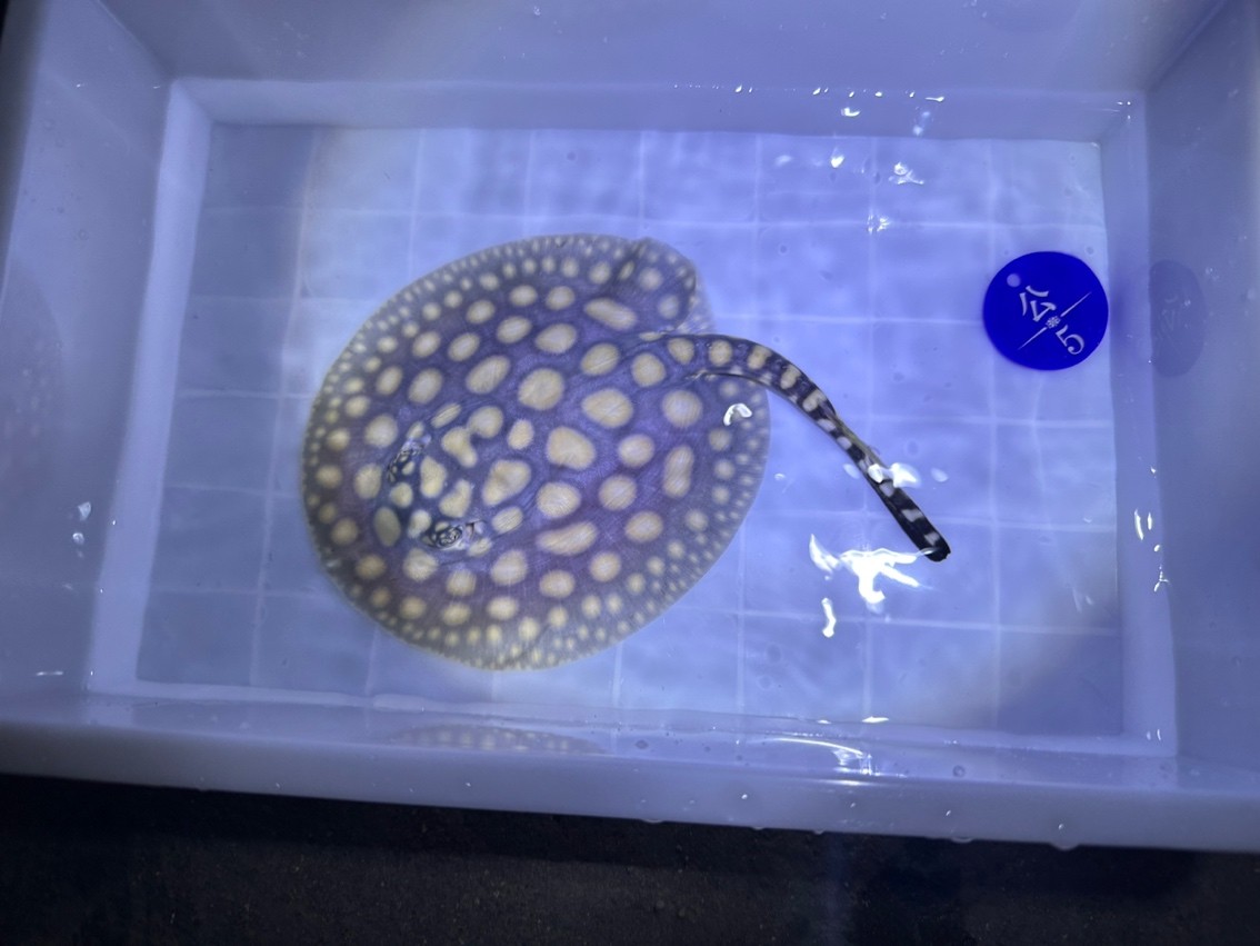 兩個月的魚。