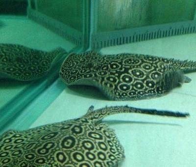 白紋黑帝魟魚怎樣挑選：如何挑選白紋黑帝魟魚