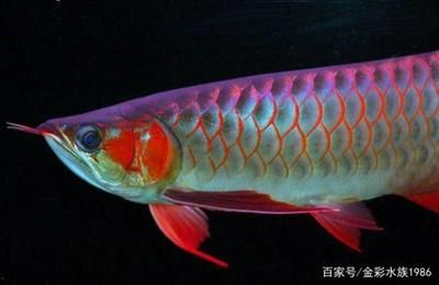 甲魚養(yǎng)殖池全套設(shè)備：甲魚養(yǎng)殖池全套設(shè)備宿舍