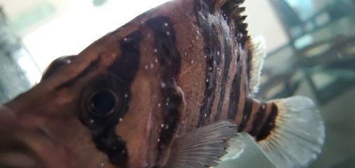 虎魚身上白點(diǎn)怎么治療好：虎魚身上白點(diǎn)怎么治療 虎魚身上白點(diǎn)怎么治療好：虎魚身上白點(diǎn)怎么治療 虎魚百科 第1張