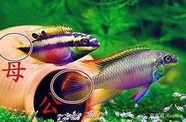 甲魚養(yǎng)在家里是吉是兇：甲魚養(yǎng)在家里是吉是兇?
