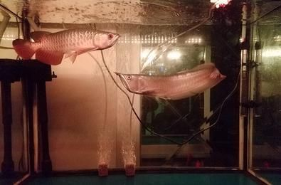 甲魚死的為什么不能碰：甲魚死的為什么不能碰水