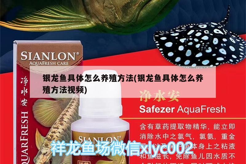 銀龍魚具體怎么養殖方法(銀龍魚具體怎么養殖方法視頻)