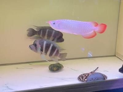 成年魟魚一天喂幾次：成年魟魚的喂食頻率