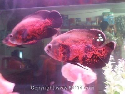 甲魚苗多少錢一只在哪兒買：甲魚苗多少錢一只在哪兒買呢