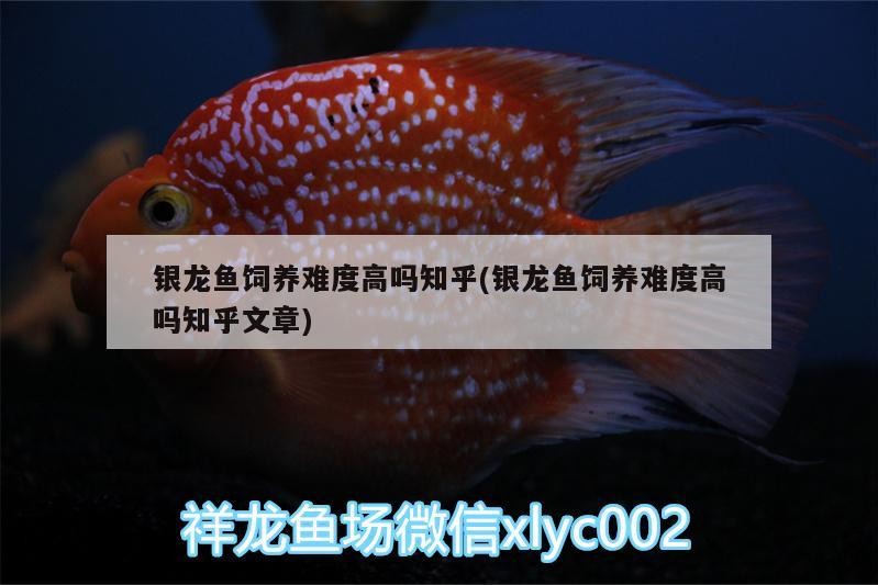 銀龍魚飼養難度高嗎知乎(銀龍魚飼養難度高嗎知乎文章)