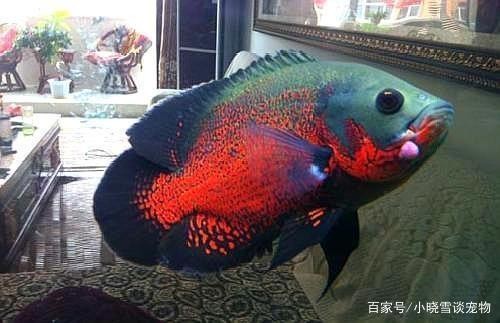 甲魚的養(yǎng)殖方法和技術(shù)：甲魚的養(yǎng)殖方法和技術(shù)視頻