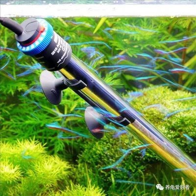 魟魚溫度多少合適冬眠：保持魟魚的健康和活力，魟魚溫度多少合適冬眠