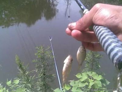 甲魚吃泥鰍為什么會死：甲魚吃泥鰍為什么會死掉