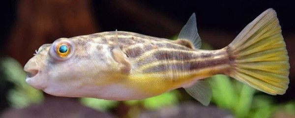 甲魚吃泥鰍為什么會死：甲魚吃泥鰍為什么會死掉