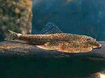 甲魚不能養三個原因:甲魚入宅最忌三個原因 龍魚百科 第3張 甲魚不能養三個原因:甲魚入宅最忌三個原因 甲魚不能養三個原因:甲魚入宅最忌三個原因 龍魚百科 第3張