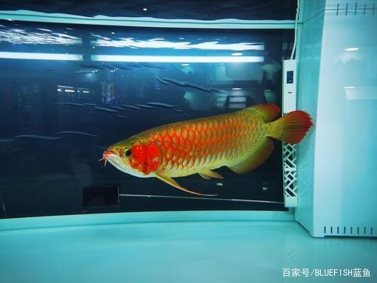 甲木坐辰土不宜發大財：甲木見辰土