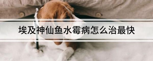 甲木為何為青龍：甲木是青龍嗎