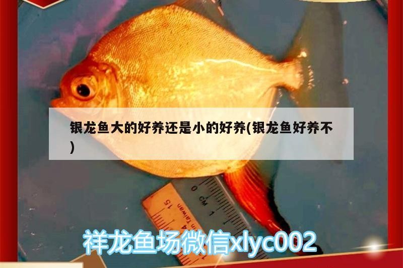 銀龍魚大的好養還是小的好養(銀龍魚好養不)