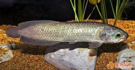 龍魚多少溫度會死掉呢