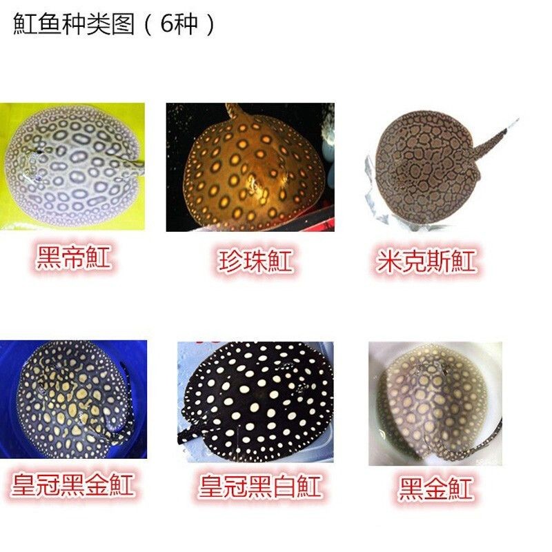 黑金珍珠魟魚拼音：黑金珍珠魟魚的拼音是heijinzhenzhuihuangyu