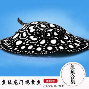 黑金珍珠魟魚拼音：黑金珍珠魟魚的拼音是heijinzhenzhuihuangyu