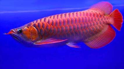 甲辰日柱哪月出生最好：甲辰遇什么必定大富大貴