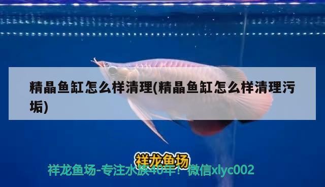古典藍底過背金龍用什么背景(藍底過背金龍魚用什么背景)