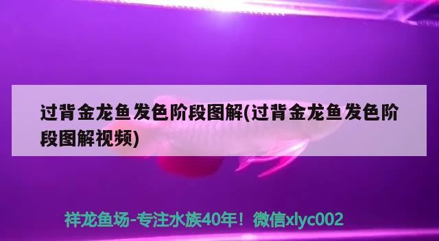 過背金龍魚發色階段圖解(過背金龍魚發色階段圖解視頻)