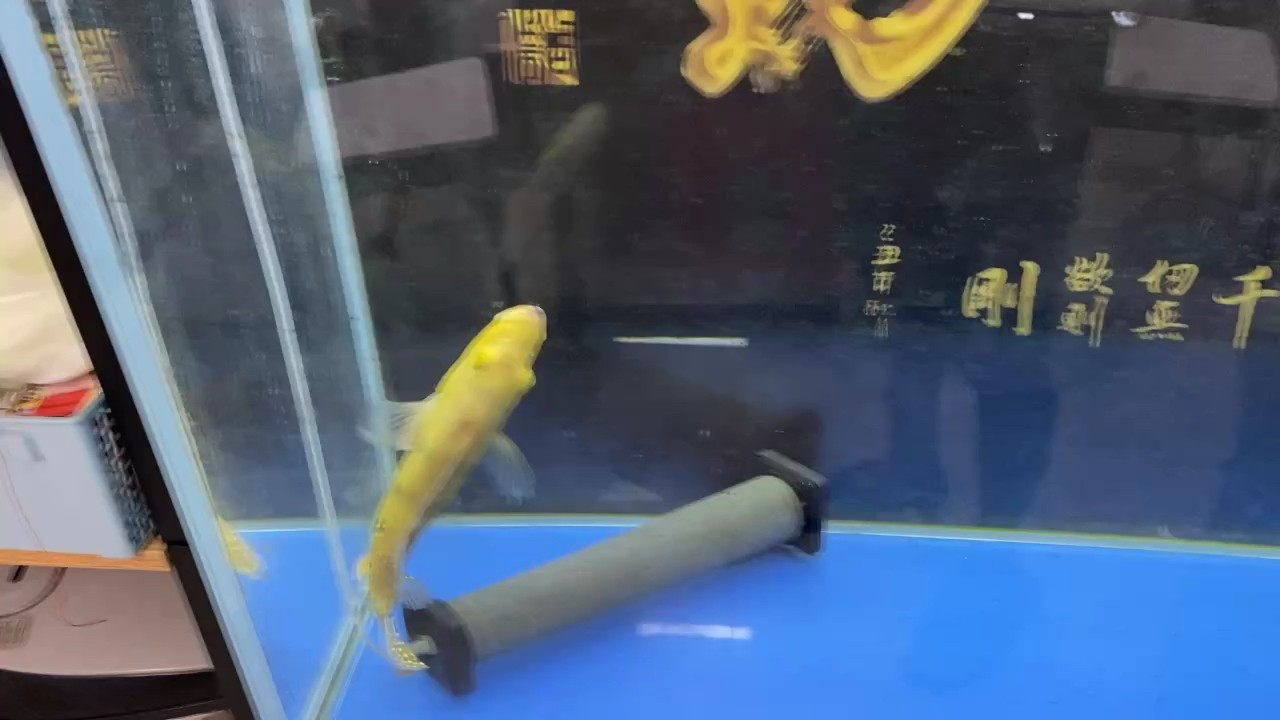 一早起來，最后一條魚，巴西亞轉(zhuǎn)圈圈了