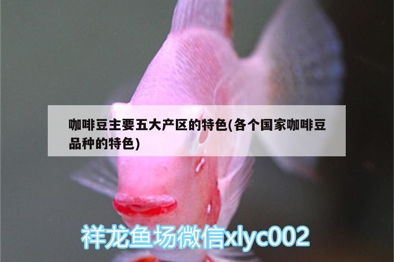 咖啡豆主要五大產區的特色(各個國家咖啡豆品種的特色)