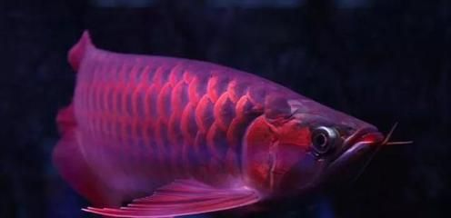 日本紅龍魚(yú)玩家：日本紅龍魚(yú)玩家的專(zhuān)業(yè)養(yǎng)護(hù)技巧