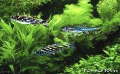 甲辰女為啥嫁的好：十大富貴日柱甲辰日