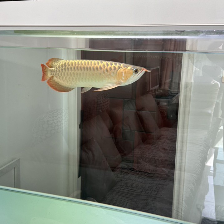 白底透缸養(yǎng)紅龍魚大家看看有什么問題