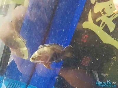 紅龍魚缺氧多久會死：關于紅龍魚缺氧的一些詳細信息