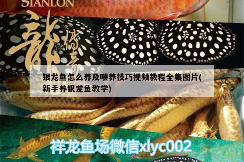 龍魚干蝦有營養嗎 銀龍魚怎么養及喂養技巧視頻教程全集圖片(新手養銀龍魚教學) 銀龍魚百科 銀龍魚怎么養及喂養技巧視頻教程全集圖片(新手養銀龍魚教學) 銀龍魚怎么養及喂養技巧視頻教程全集圖片(新手養銀龍魚教學) 銀龍魚百科