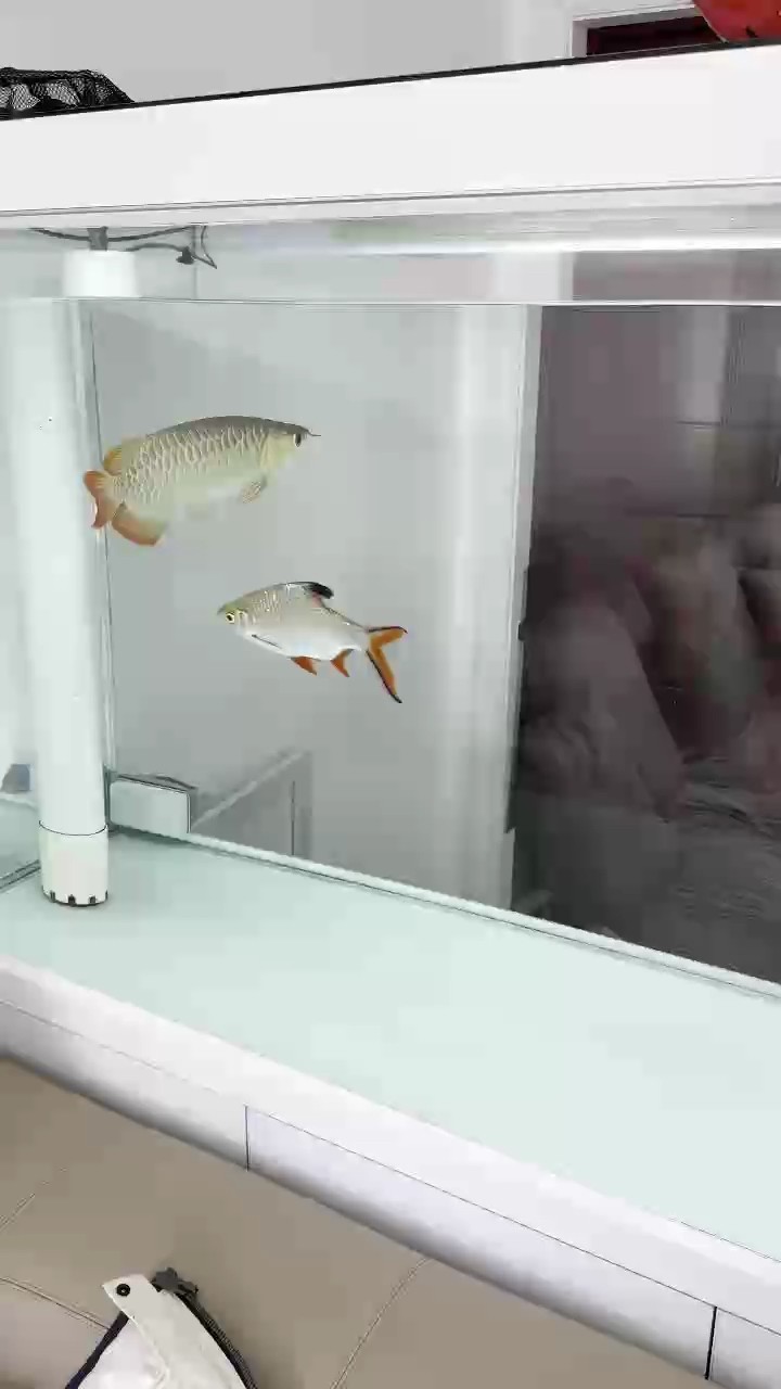 白底透缸養龍魚！