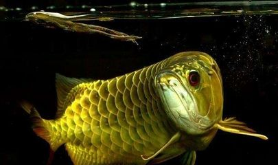 紅龍魚和銀龍魚哪個貴些：紅龍魚和銀龍魚的價格差異