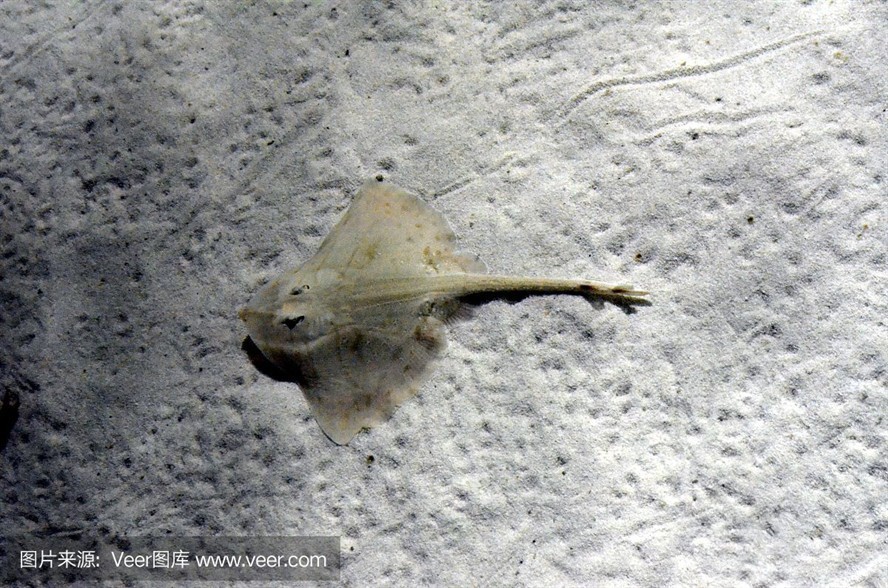 魟魚腹部黑斑：\"魟魚腹部黑斑\"