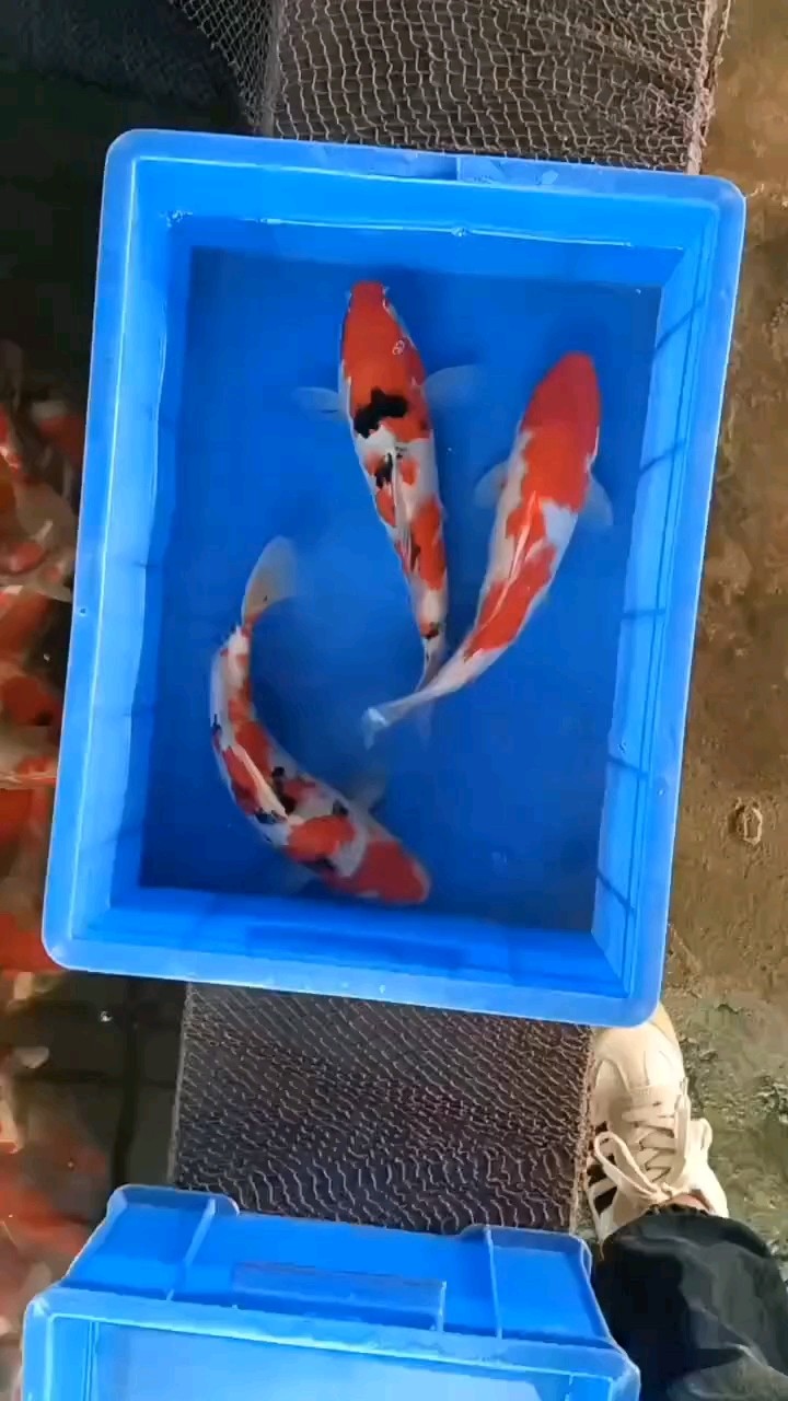25cm