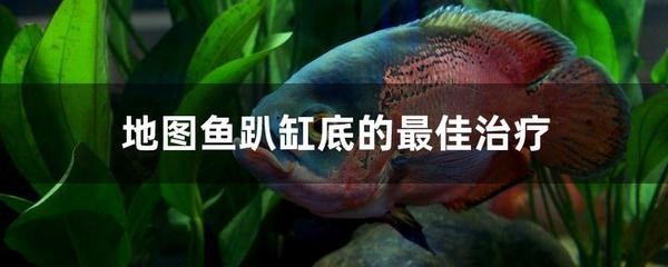 家中養魚有什么說法嗎：家中養魚有什么說法嗎視頻