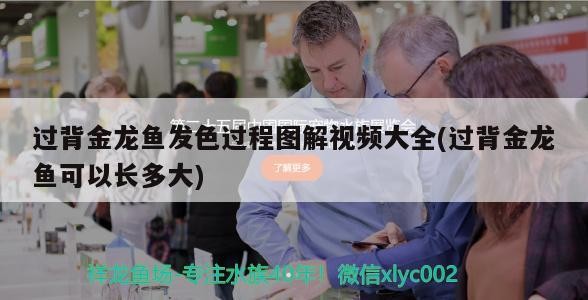 過背金龍魚發色過程圖解視頻大全(過背金龍魚可以長多大)