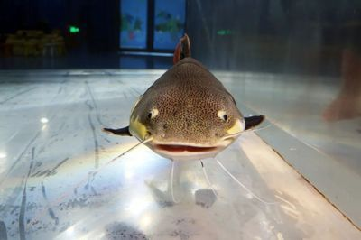 魟魚撅嘴其它正常：魟魚撅嘴可能是由于多種原因引起的魟魚撅嘴可能是由于多種原因引起的