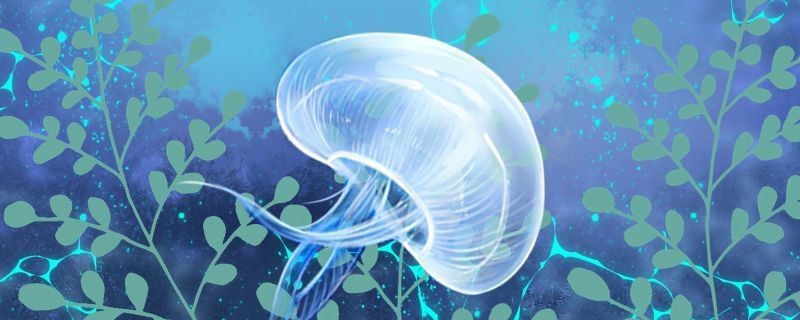 家中養魚好不好：家中養魚好不好風水