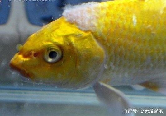 家中養蝦的風水禁忌：養蝦是聚財還是破財