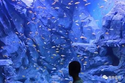 忻州水族館vs祥龍魚場（忻州水族館與祥龍魚場各有側(cè)重）