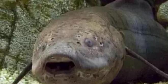 家中養十條魚有什么意義呢：家中養十條魚有什么意義呢圖片