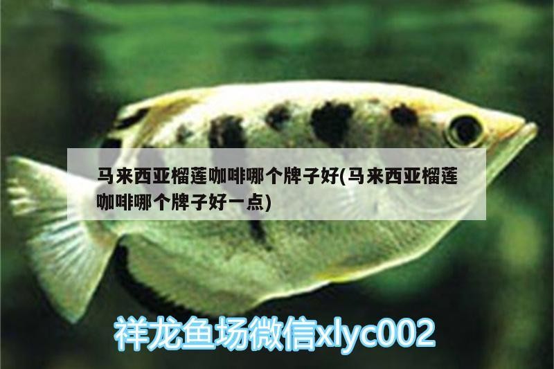 馬來西亞榴蓮咖啡哪個牌子好(馬來西亞榴蓮咖啡哪個牌子好一點)