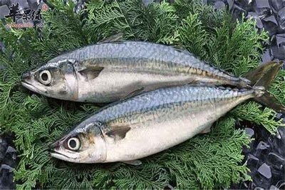家中養(yǎng)金魚一般多少條：家中養(yǎng)金魚一般多少條合適