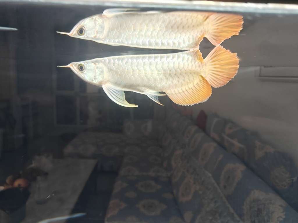 新手一枚，請大神幫看看 新手一枚，請大神幫看看 龍魚論壇 第3張