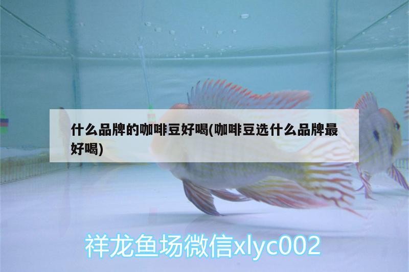 什么品牌的咖啡豆好喝(咖啡豆選什么品牌最好喝)