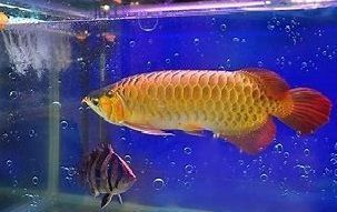 金龍魚腹部形態觀察技巧：-觀察金龍魚的腹部形態觀察技巧與方法建議